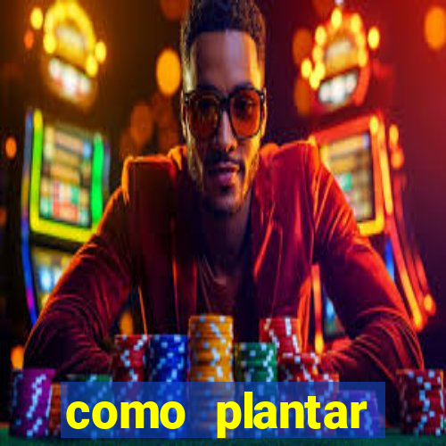 como plantar gergelim no vaso